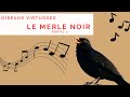 Oiseaux virtuoses  le merle noir  partie 1