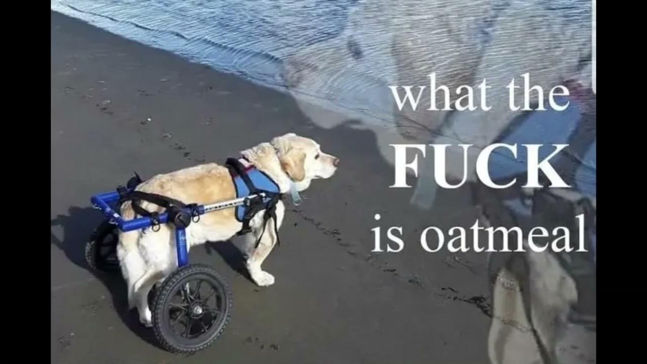 What the hell is oatmeal youtube