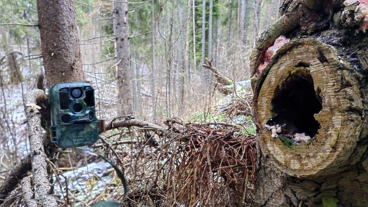 Нашел необычное ДУПЛО и спрятал Фотоловушку! Вот что произошло дальше.