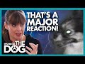 Papillon Terrified of Thunder Needs to Face Her Fears! |  It's Me or The Dog