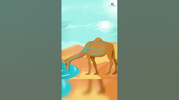 What’s Really Inside a Camel’s Hump? 🐫💡 #shorts #facts