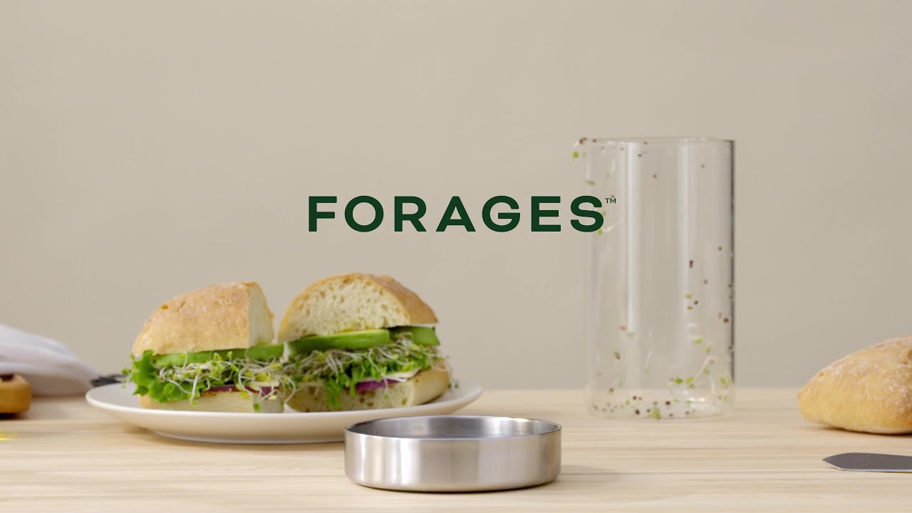 Broccoli Sprouts🌱 in 5 days Forages Sprout Jar Kit Guide YouTube