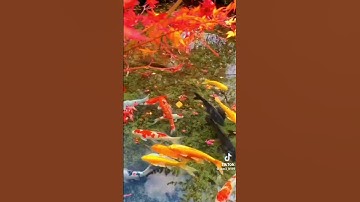 سورة الفاتحة بصوت القارئ محمد فقيه #اكسبلور #دويتو #عاجل #duet #متابعه #لايك #محمد_فقيه