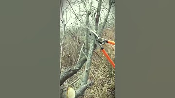 super sharp! the perfect scissors for trimming small tree branches #shorts