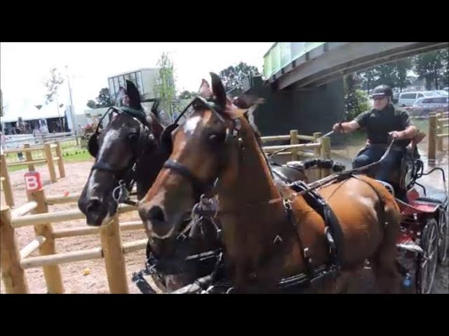 Dutch Harness Horses to be featured in Valkenswaard - DVI - Driving  Valkenswaard International