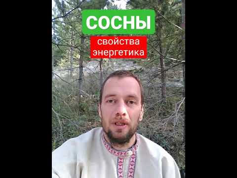 СОСНЫ. Магические свойства,