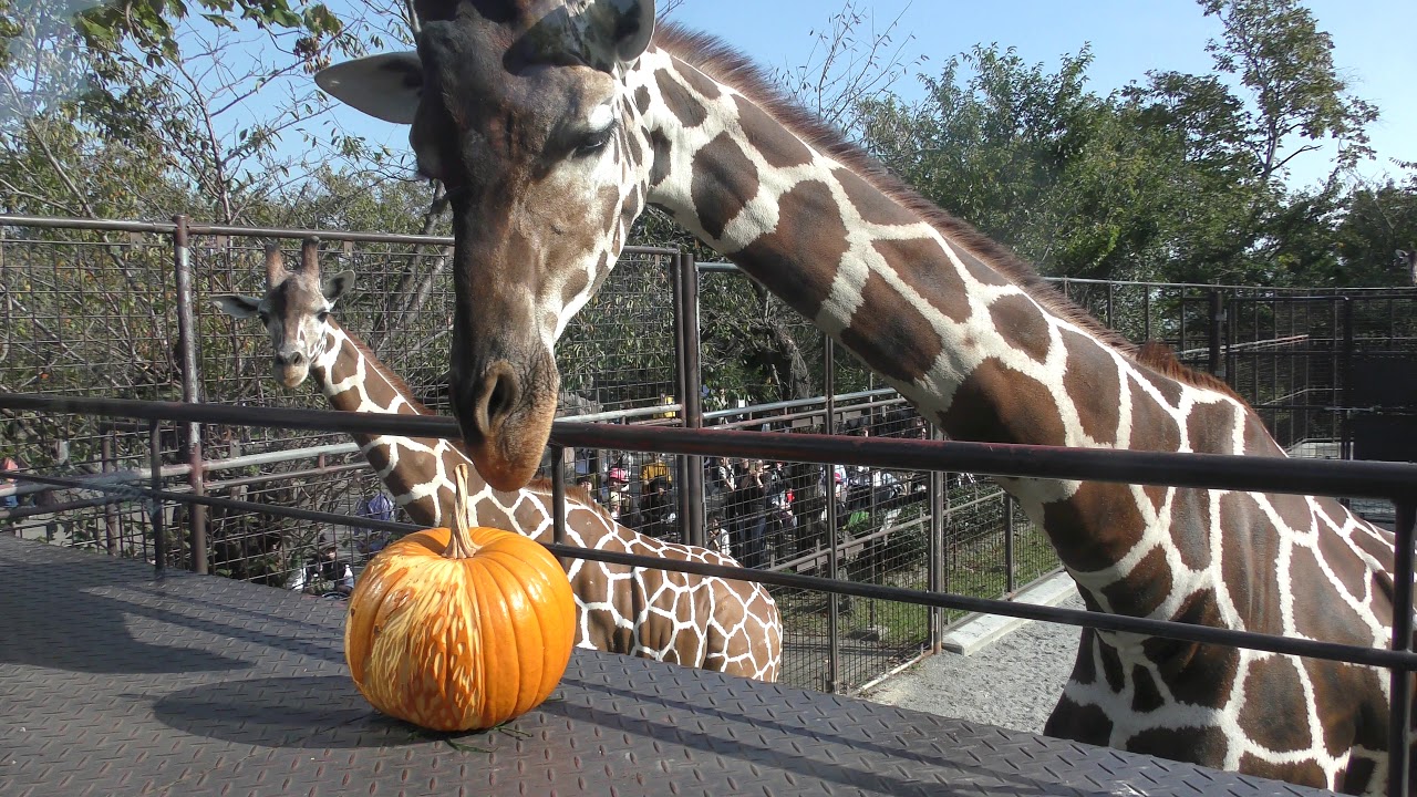 Halloween pumpkin gift for [Giraffe] (Oji Zoo, Hyogo, Japan