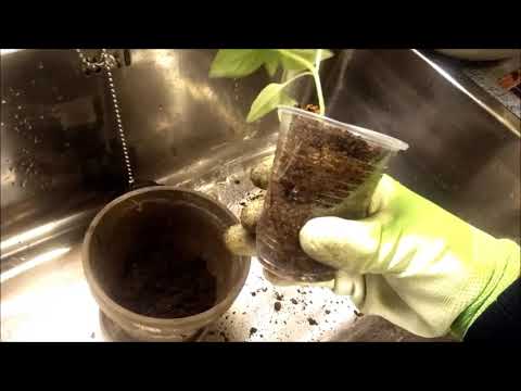 Video: Bonsai -puun kasvattamisen aloittaminen (kuvilla)