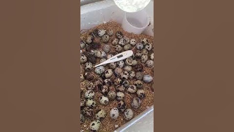 Ấp trứng cút bằng thùng xốp#Shorts