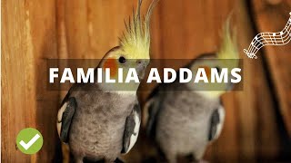 FAMILIA ADDAMS para tu ✅ NINFA ✅ CACATÚA ✅  ENSÉÑALE CON ESTE AUDIO (funciona)