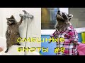 Cмешные ЕНОТЫ #8 / Приколы с ЕНОТАМИ 2020 / Funny Raccoons.