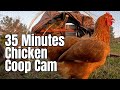 Relaxing Backyard Chicken Coop Videos with Soothing Hen Sounds - Continuous Footage Live Cam