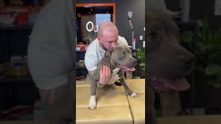Dog Chiropractor's Secret To Canine Happiness Part 2 | Dog Chiropractor