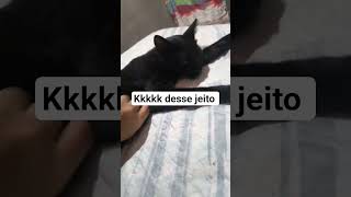 xane #gateiraporamor #cat #gatos #vidadegato