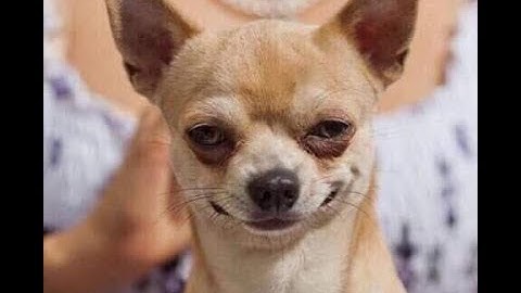 Philips portal viewer introduction