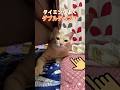 Double Tap Beat！パート7#DoubleTapBeat#ちゃちゃまる #cat #catvideos #猫#shorts