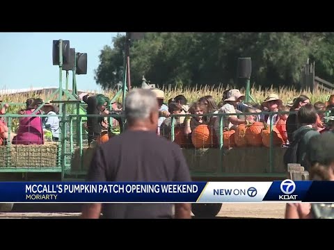 Video: Albuquerque Pumpkin Patches