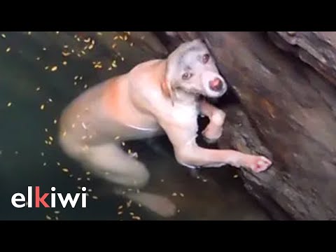 Perrita suplica que le salven la vida