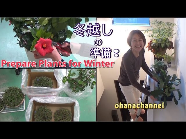 植物の冬越し準備 Prepare Plants For Winter Youtube