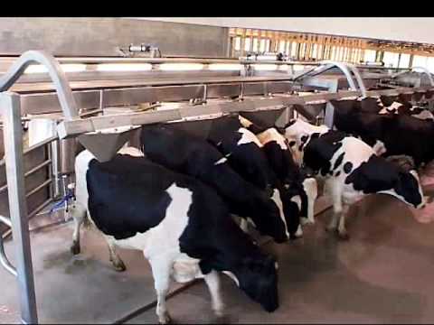 DeLaval EnDurance™ herringbone parlour