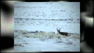 Droppin' Soon: Big Winter Range Mule Deer