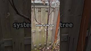 How to Identify Verticillium Wilt