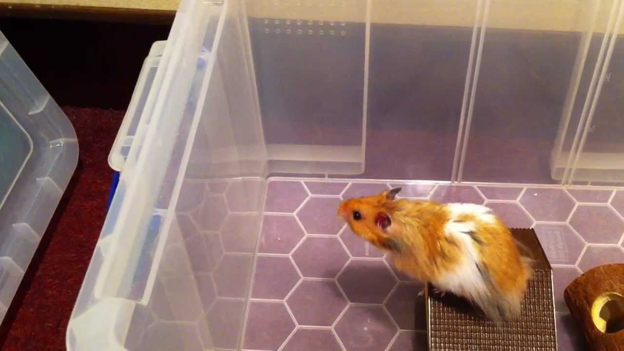 kopen Wrak Nageslacht Hamster ren te laag? - Hamsterforum