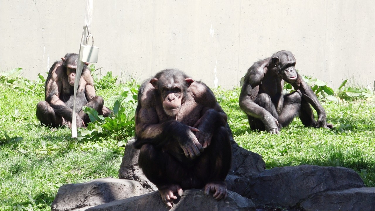 Chimpanzees at Asahiyama Zoo チンパンジー 旭山動物園 - YouTube