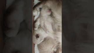They Sleep Already Very Catlike Kitten Daily Check