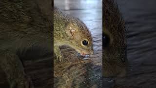 This Squirrel like milk soo much 💖 SUBSCRIBE if you love ❤️ #shorts #animalshorts