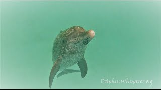 Wild Dolphins saying Hello! Nose to Nose! by Joe Noonan 228 views 1 year ago 40 seconds