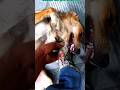 टाइम से सोने भी नहीं देता 😭 #funny #cute dog