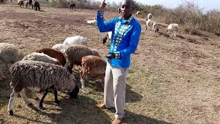 sheep hear the voice of shepherd.+254790034668 more teachings