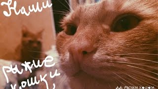 Наши рыжие кошки: Бо и Лизка / Orange cats, red cat, cats in love Наши рыжие кошки: Бо и Лизка / Orange cats, red cat, cats in love