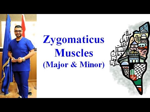 Anatomy Zygomaticus Muscles