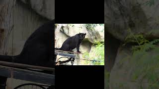 beautiful black panther,  deep sleep music, , soft sound screenshot 5