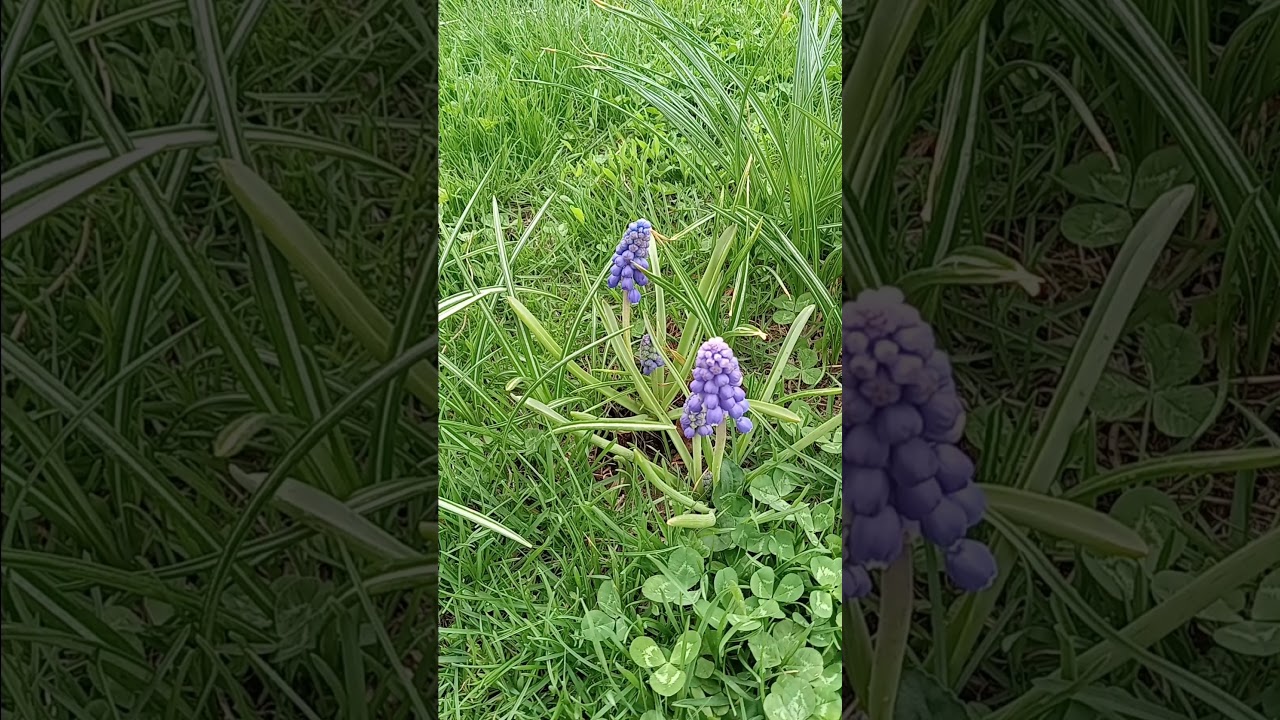 Grape Hyacinth plant bulbs in Spring blooming. 