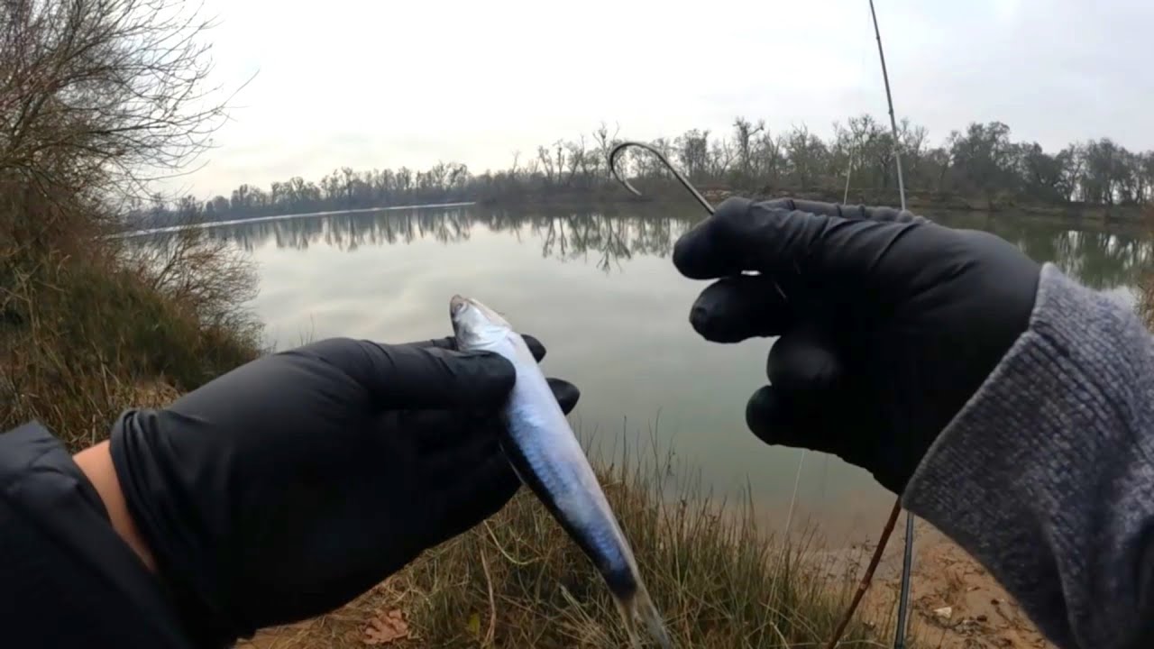 Feather River Striper Fishing January 2026 [so many fish!]