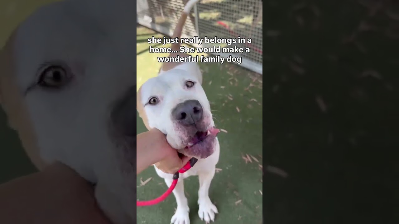 Price's Pet of the Week - Riley