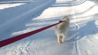 Fargo Mickelson / Tricom Bike Path w/ Sayla - Feb 4, 2023