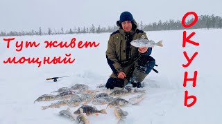 видео: Здесь, вдали от людей, окунь достигает внушительных размеров. Зимняя рыбалка 2025. картинка: Здесь, вдали от людей, окунь достигает внушительных размеров. Зимняя рыбалка 2025.