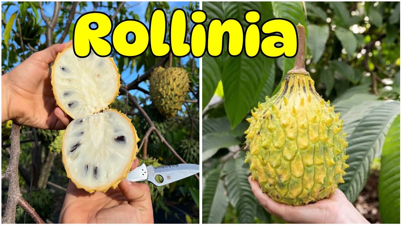 Rollinia deliciosa | Exotic Tasty Tropical Fruit Plant | Annona mucosa ...