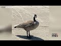 Walmart goose attack