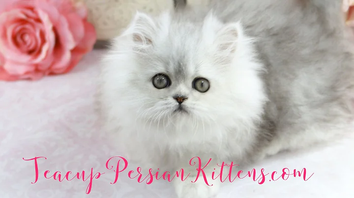 Video 1469301: persian kittens cattery, male silver persian kitten