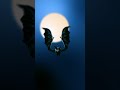 Bat Animation in After Effects Using Reacto | Realistic Wing Motion with very few keyframes