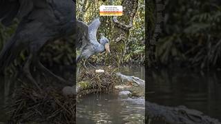Parents Will Do Anything To Protect Their Babies #maa #shorts #motherlove #birds  #mhacommunity