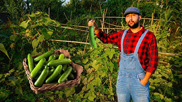 From Seeds to Harvest: Full Cucumber Farming in Rural Life