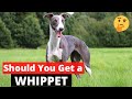 Whippet: Interesting Facts and Information on this Cute Breed の動画、YouTube動画。