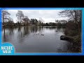 A stroll by the lake as the birds sing (Nature Visualizer)