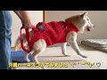 介護ハーネスを18歳の柴犬に買ってみました（柴犬）（老犬）（シニア犬）